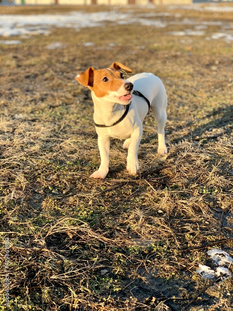 funny puppy jack russell terrier close up