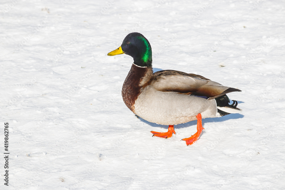 Ducks left to spend the winter walk in the snow in the city park. On a cold winter day, ducks sit in the snow. Ducks left to spend the winter walk in the snow in the city park. On a cold winter day, ducks sit in the snow.