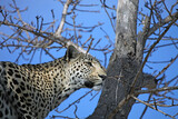 Leopard on watch in a tree, South Africa
