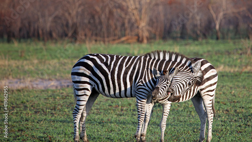 Two young zebra play fighting, South Africa
