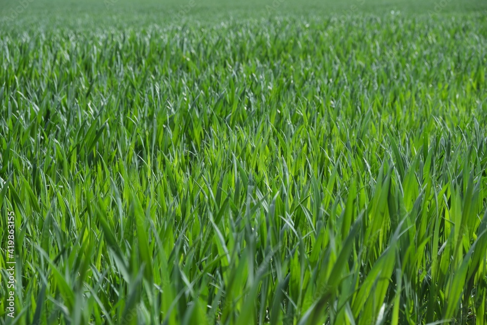 Close up of green blades of grain in a field on a sunny spring day Close up of green blades of grain in a field on a sunny spring day