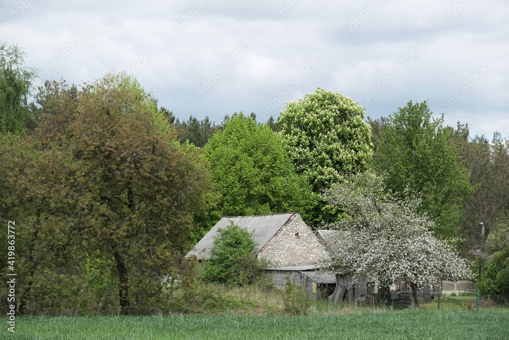 Beautiful rural view with a farm between blooming fruit trees on a sunny spring day