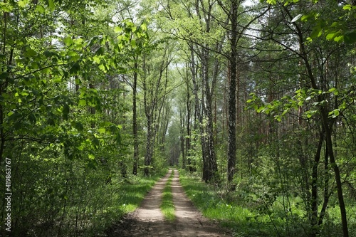 Beautiful pathway in the woods on a sunny spring day