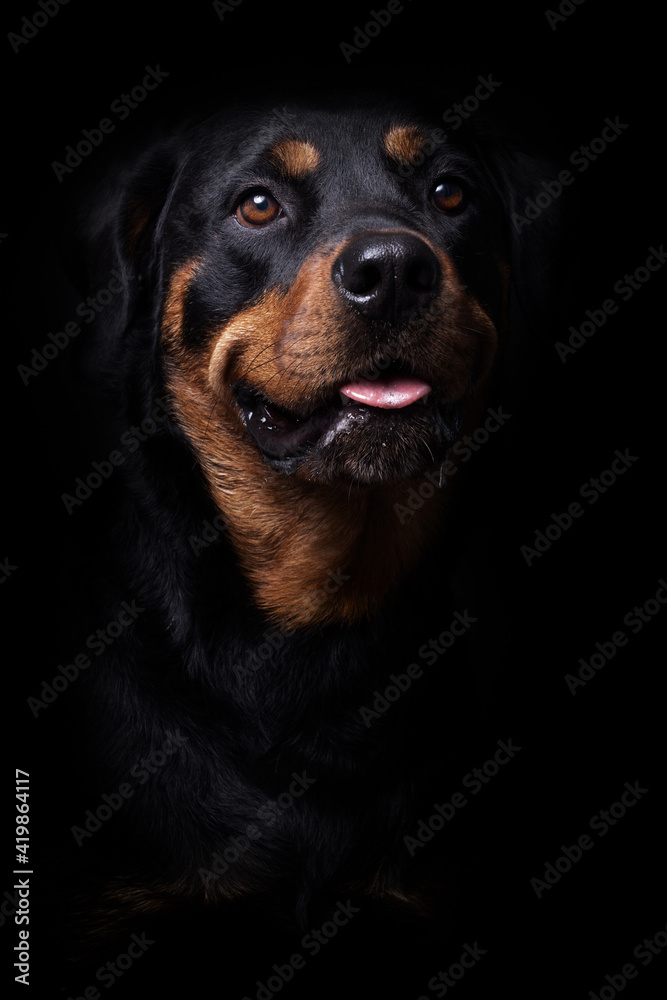 Rottweiler Studio-Fotografie Rottweiler Studio-Fotografie