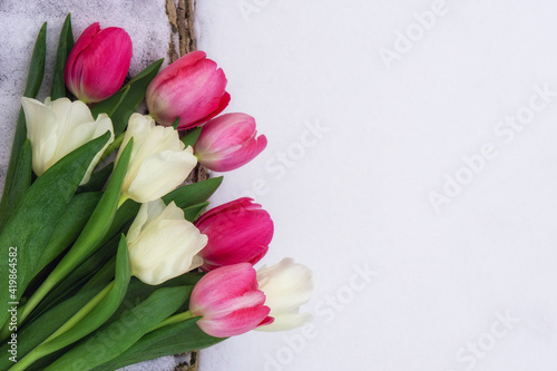Fototapeta Naklejka Na Ścianę i Meble -  bright pink and white spring tulips on a solid background