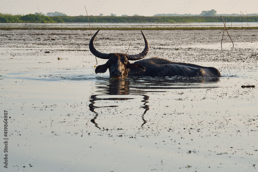 Obraz premium Buffalo lived by the river. and can swim
