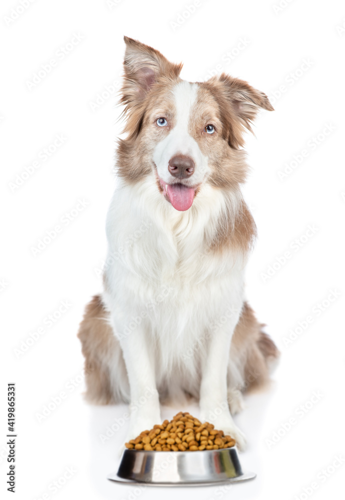 Hungry Border collie dog sits with  bowl of dry food. isolated on white background