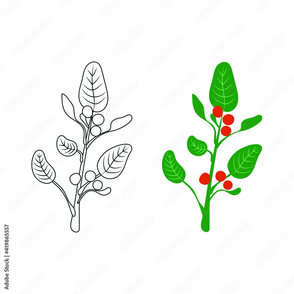 Ashwagandha - Vector illustration, ayurvedic herb, outline black and white and colorful illustrations, simple icons.
