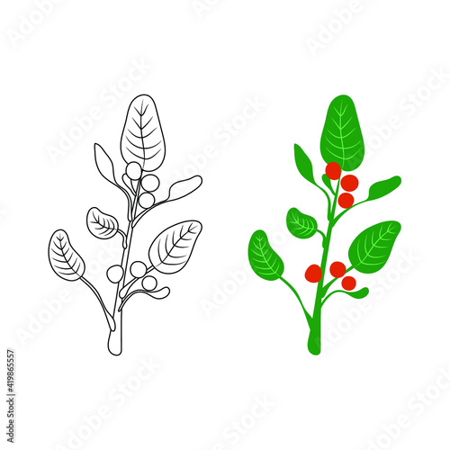 Ashwagandha - Vector illustration, ayurvedic herb, outline black and white and colorful illustrations, simple icons.
