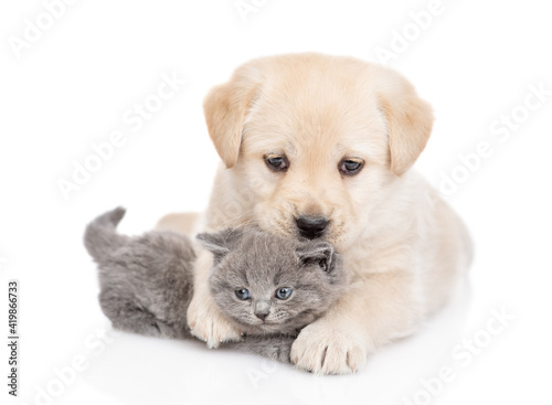 Young Golden retriever puppy embraces a tiny gray kitten. isolated on white background