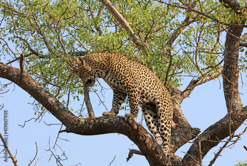 Leopard standing on a tree branch  South Africa 