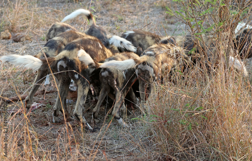Obraz premium Pack of Wild Dogs feeding on a kill, South Africa 