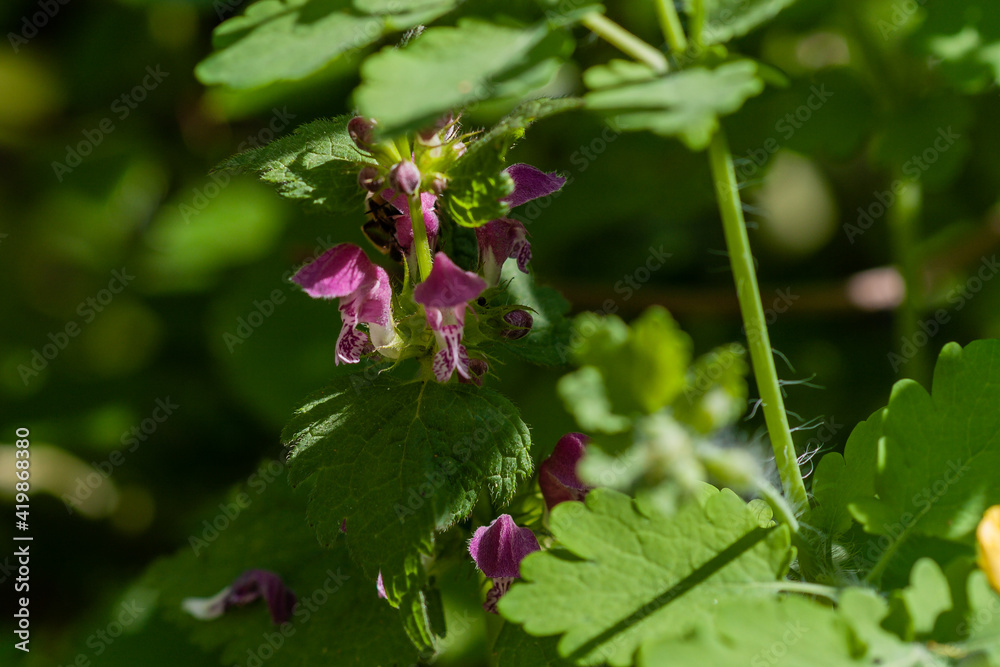 Lamium purpureum blooming in the garden. Medicinal plants. Lamium purpureum blooming in the garden. Medicinal plants.