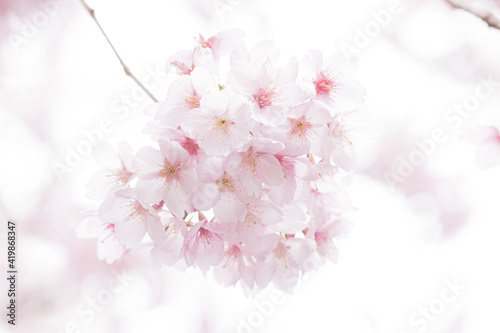 初春の桜