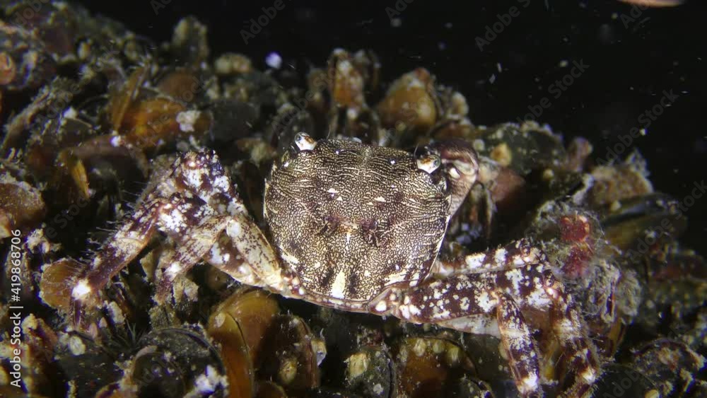 Marbled rock crab (Pachygrapsus marmoratus) is eating something, rear view. Marbled rock crab (Pachygrapsus marmoratus) is eating something, rear view.