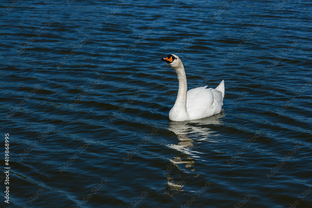 Naklejka premium Beautiful swan floats on the lake