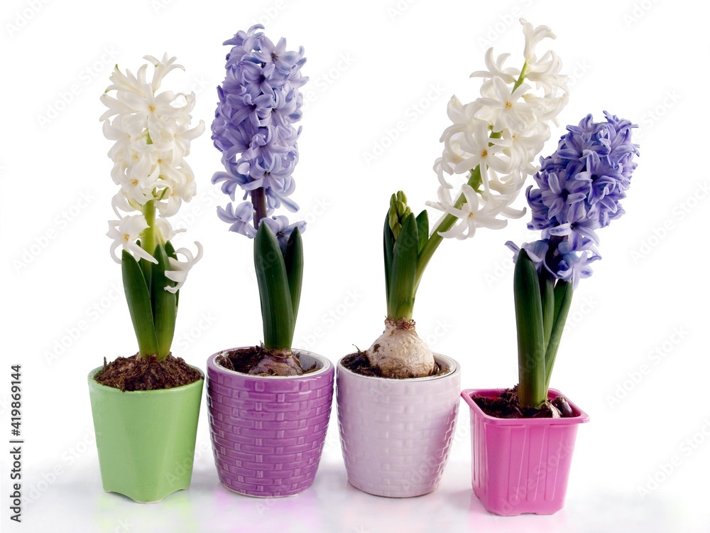 various,multicolor flowers of hyacinth spring plants