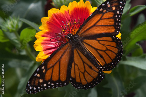 Monarch butterfly, Danaus plexipus, on red and yellow blanket flower, Gaillardia X Grandiflora