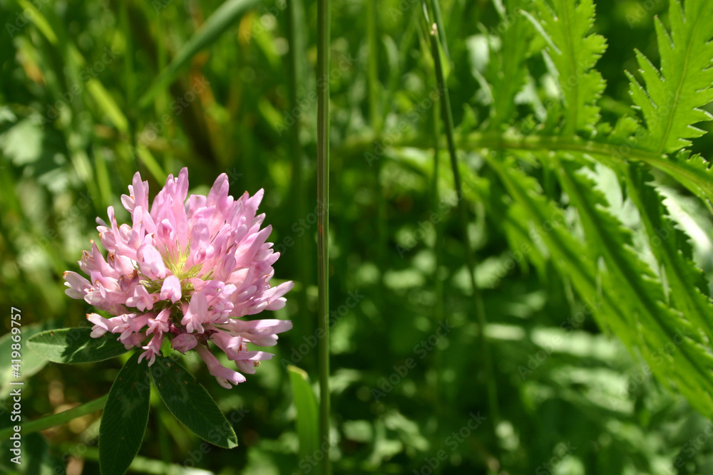 lila Wiesen Klee / Rotklee, Nahaufnahme der Blüte vor grüner Wiese lila Wiesen Klee / Rotklee, Nahaufnahme der Blüte vor grüner Wiese