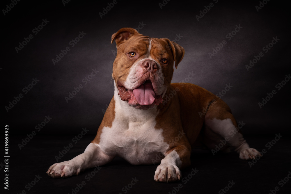Bulldogge, Studio-Fotografie