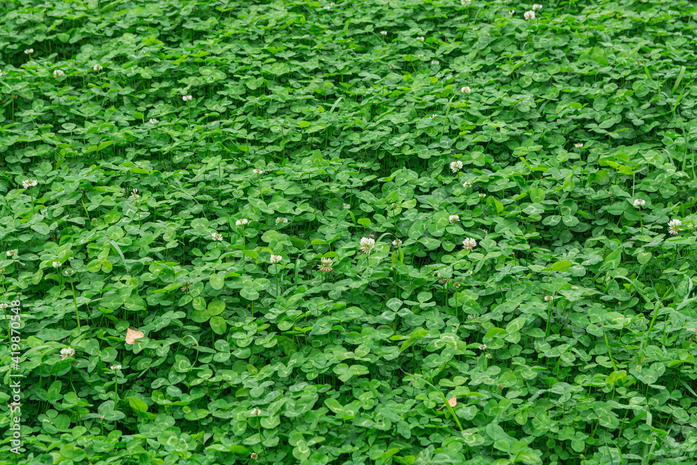 Green forest glade, densely overgrown with clover with white flowers