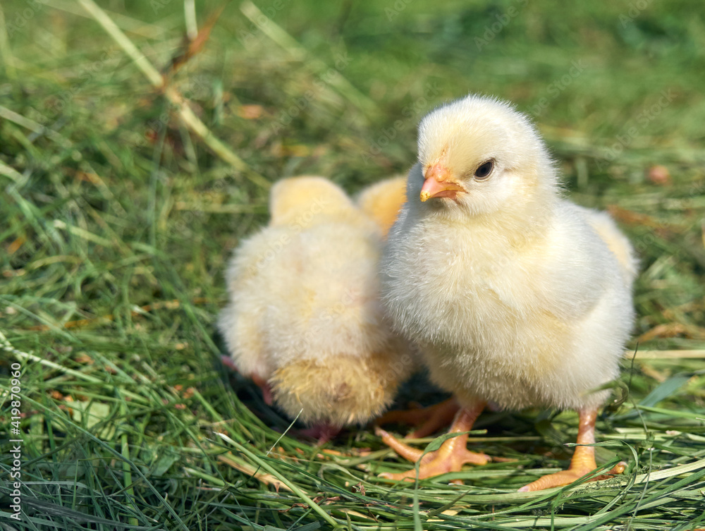Little yellow cute baby chicks. Little yellow cute baby chicks.