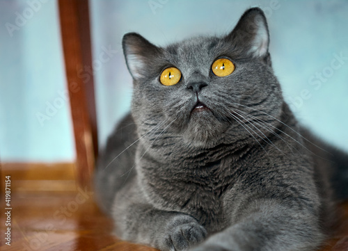 Portrait of a gray relaxed cat © Kulbabka