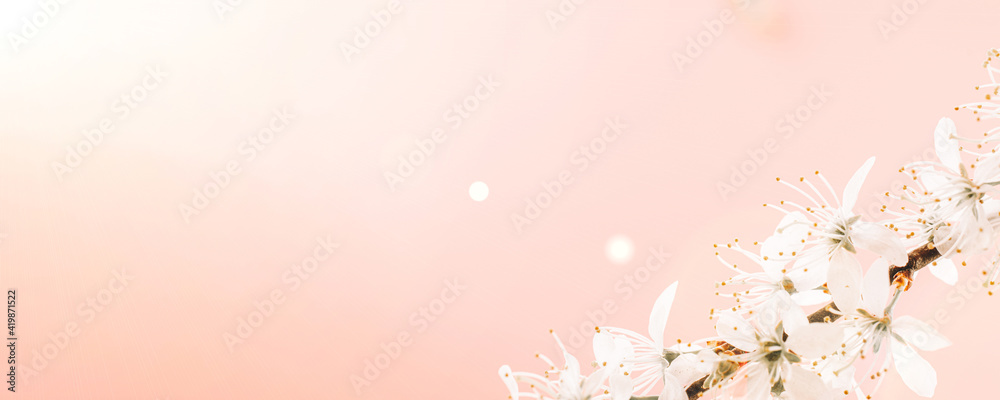 Sakura background with flower blossom and April floral nature on pink. Beautiful scene with blooming tree. Easter Sunny day. Orchard abstract blurred background. Springtime. Sakura background with flower blossom and April floral nature on pink. Beautiful scene with blooming tree. Easter Sunny day. Orchard abstract blurred background. Springtime.