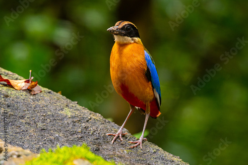 Colorful Blue-winged pitta standing on a rock with some covered moss in a rain forest of Thailand