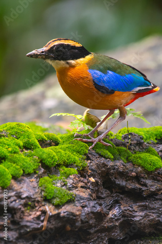 Colorful Blue-winged pitta standing on a rock with some covered moss in a rain forest of Thailand