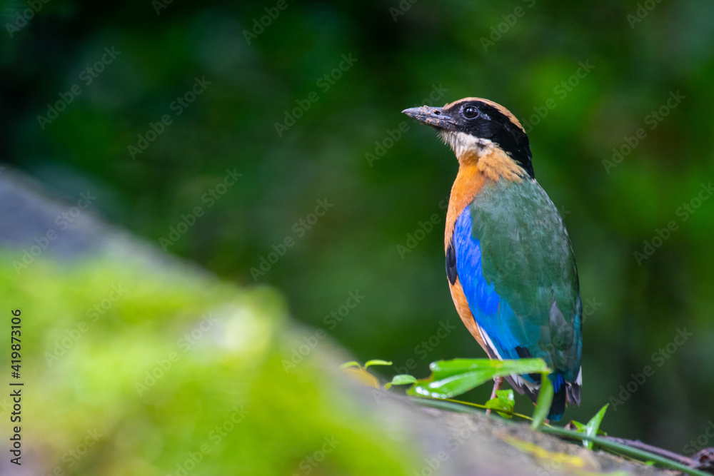 Fototapeta premium Colorful Blue-winged pitta standing on a rock with some covered moss in a rain forest of Thailand