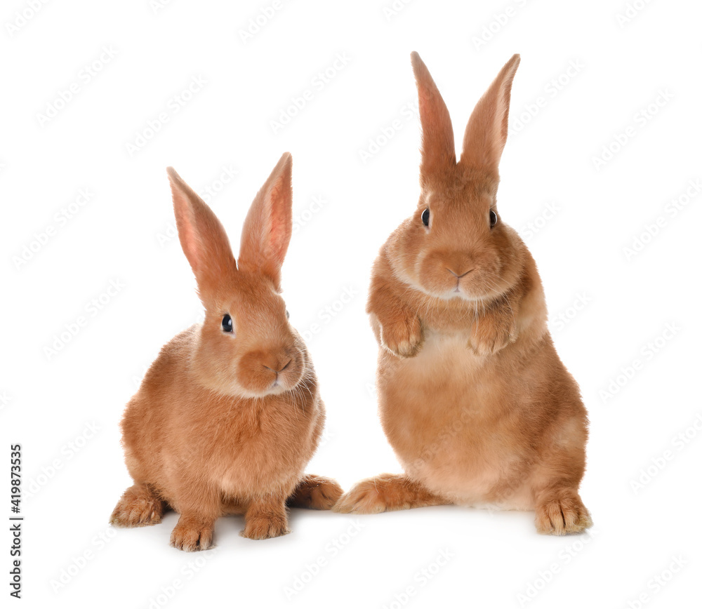 Obraz premium Cute bunnies isolated on white. Easter symbol