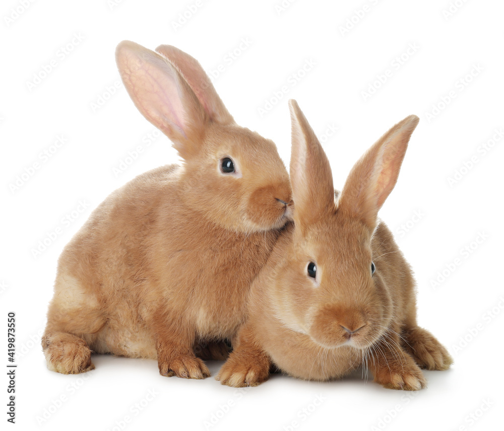 Cute bunnies isolated on white. Easter symbol Cute bunnies isolated on white. Easter symbol