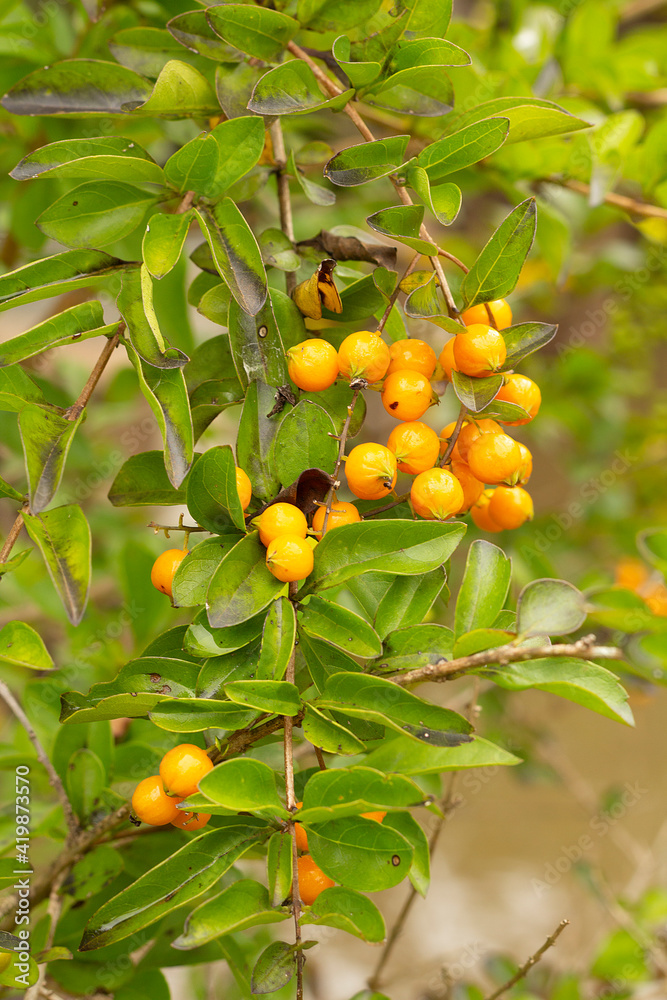 Growing citrus fruit, lime or lemon in tree, at a farm, showing leaves.