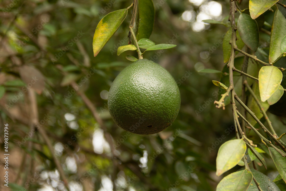 Growing citrus fruit or orange in tree, at a farm, showing leaves and branchs Growing citrus fruit or orange in tree, at a farm, showing leaves and branchs