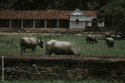 Buffalo's Farm