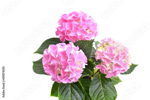Hortensia in pot isolated on white background. Pink hydrangea.