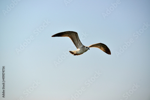 Sea gull in flight is beautiful