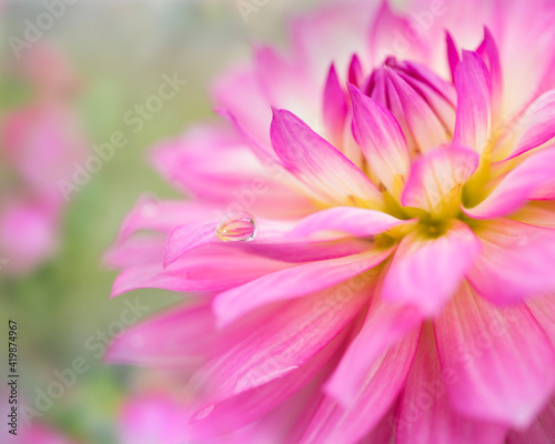 Pink flower with a waterdrop on petal,close up and isolated
