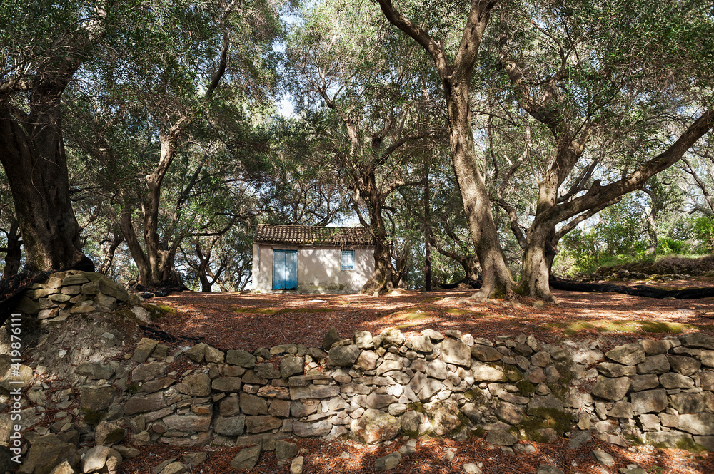 Greece Erikoussa Island, Ionian Islands, Europe, Corfu district, ancient olive grove in the upper part of the island Greece Erikoussa Island, Ionian Islands, Europe, Corfu district, ancient olive grove in the upper part of the island