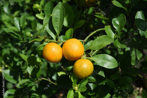Ripe orange fruits on a branch in the garden .Thai fruit