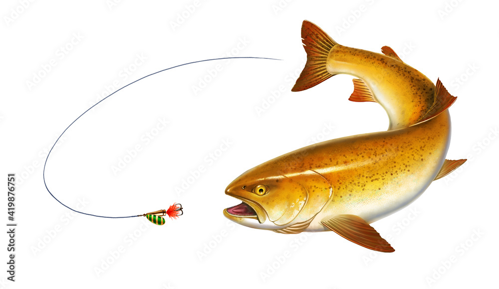 Trout attacks bait spoon spinner. Rainbow gold trout fish on white