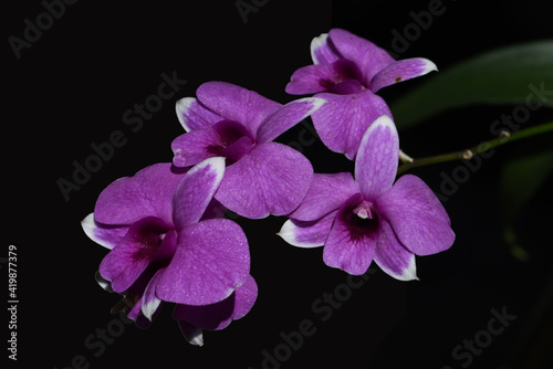 beautiful Purple Dendrobium orchid flowers with black background 