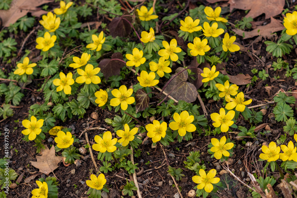 Field of yellow flowering winter aconite flowers (Eranthis hyemalis) in early spring, close up and full frame