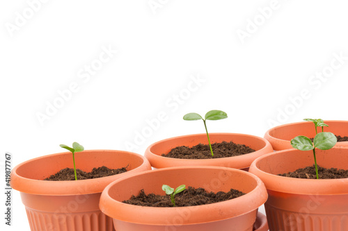 Young plant in small flowerpot. Growing seedlings.Gardening and ecology concept.