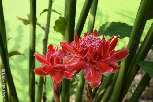 Red torch ginger or Etlingera elatior flowers is blooming in plantation 
