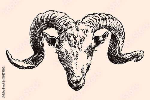 The muzzle of a mountain ram with large spiral horns. Vector image of a medieval engraving on a beige background.