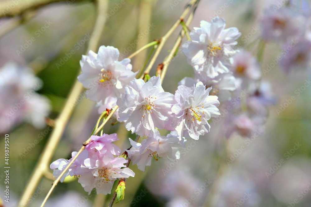 pink sakura flowers blossom in spring