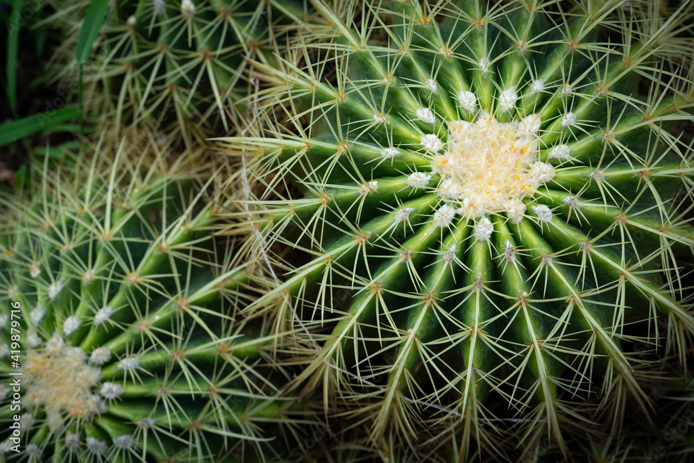 A big Mammillaria marksiana is one of the largest genera in the cactus family. Top view macro of cactus (Mammillaria affinis). A big Mammillaria marksiana is one of the largest genera in the cactus family. Top view macro of cactus (Mammillaria affinis).