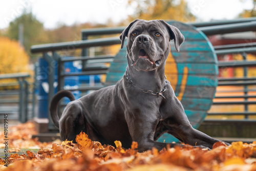 Cane Corso beim Herbstshooting